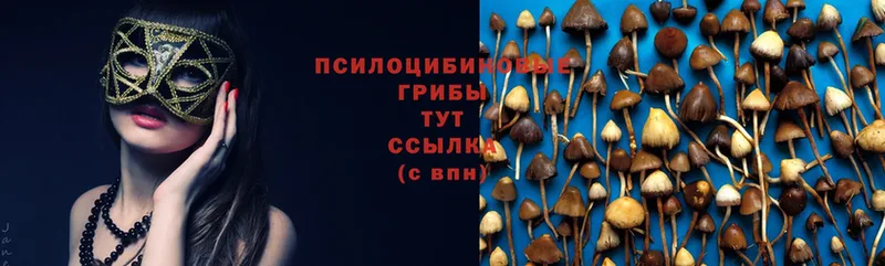 дарнет шоп  Карабулак  Галлюциногенные грибы Cubensis 